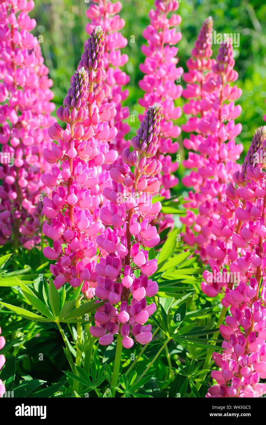 Pink lupinus flowers in the garden Stock Photo