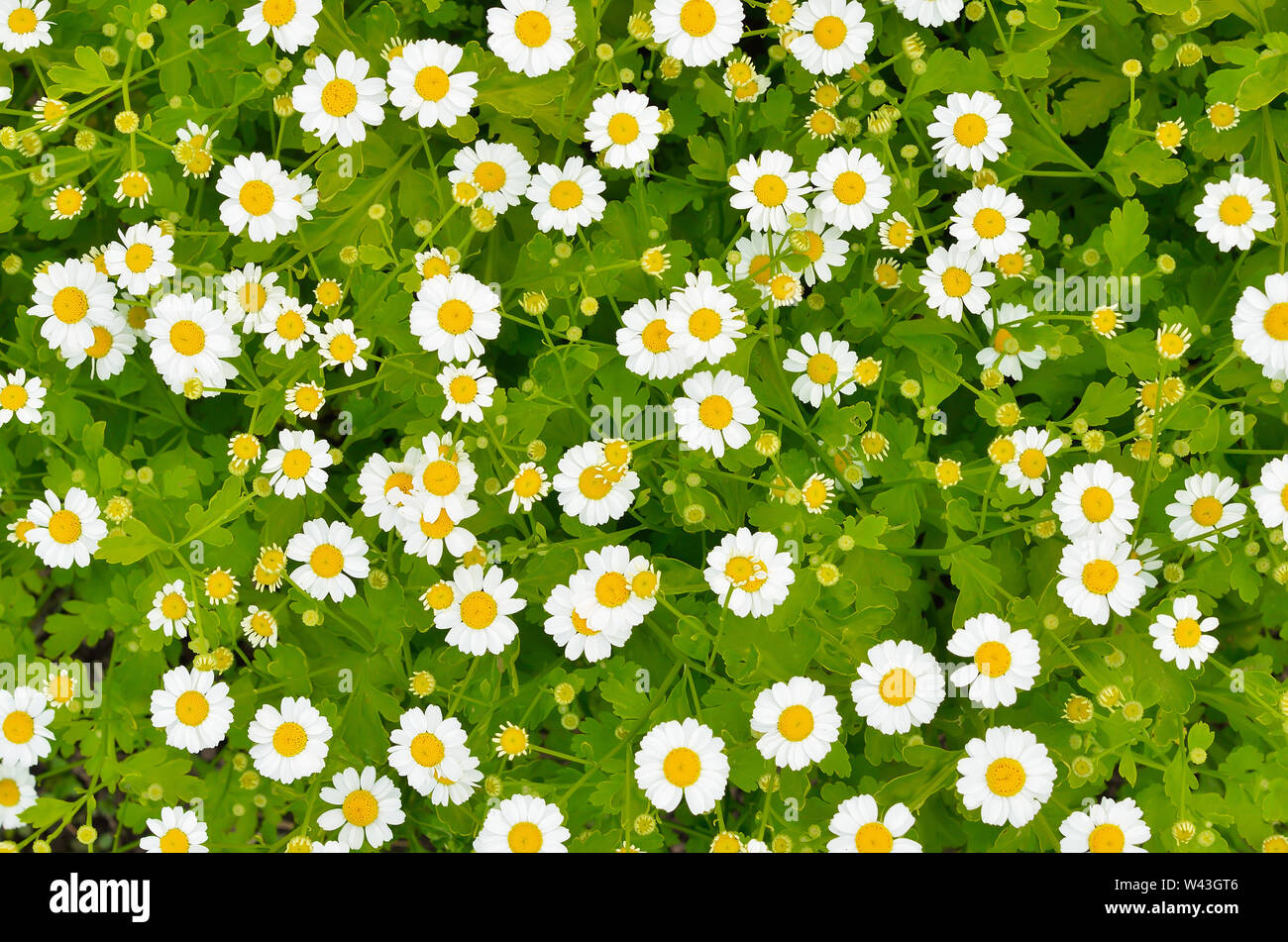 Flowers feverfew (Tanacetum parthenium) in garden, top view Stock Photo