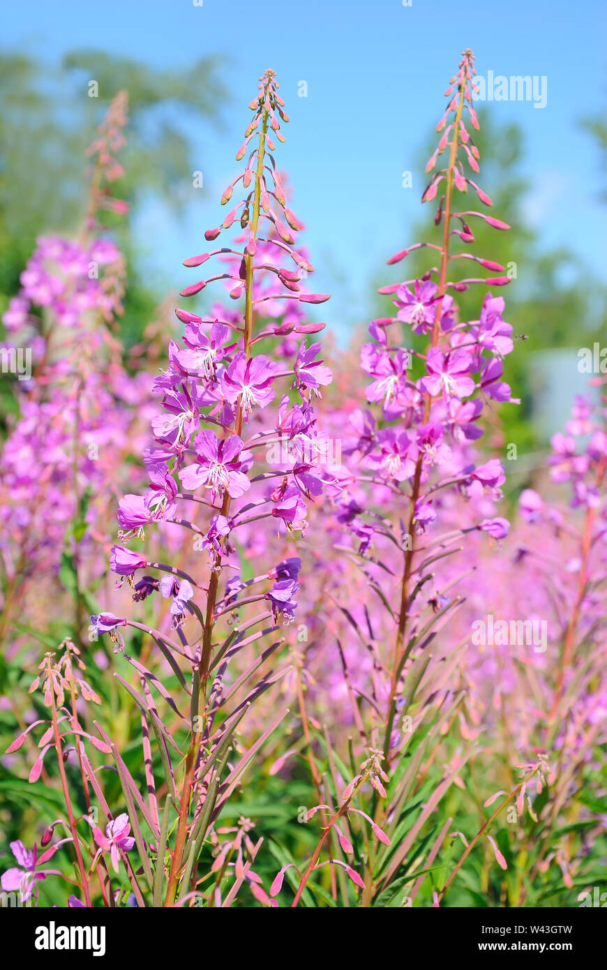 Chamerion angustifolium flowers grows outdoors, close up Stock Photo