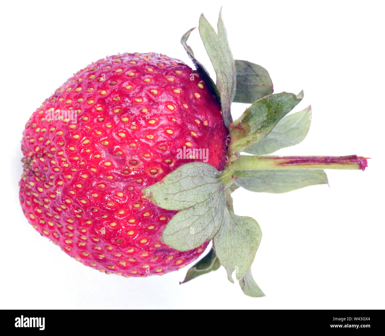 one raw red Strawberry Stock Photo - Alamy
