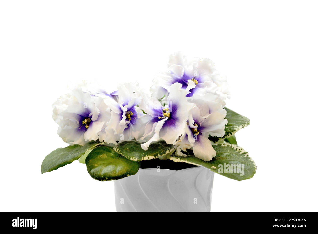 Beautiful blossoming plant of Senpolia or Uzumbar violet (saintpaulia) with delicate purple with white petals and variegated leaves in pot. Decorative Stock Photo