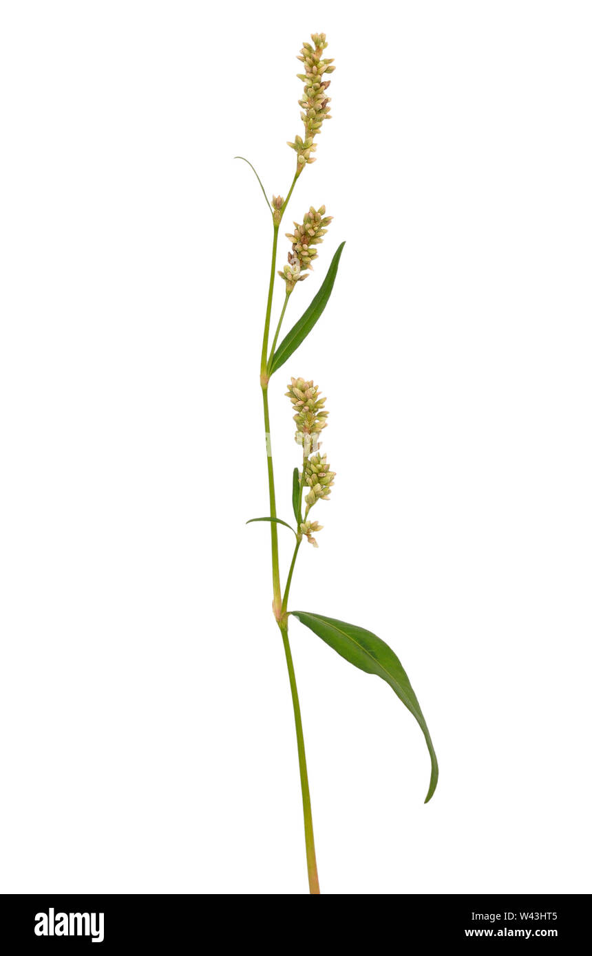 Persicaria maculosa (Polygonum persicaria) flower isolated on white background Stock Photo