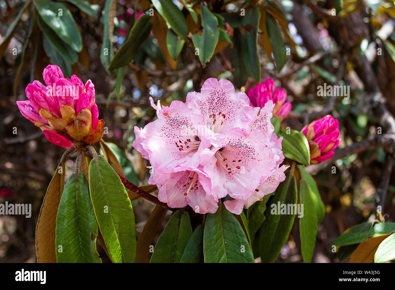 Close up blooming  rhododendron in forest. Langtang National Park. Nepal. Asia Stock Photo