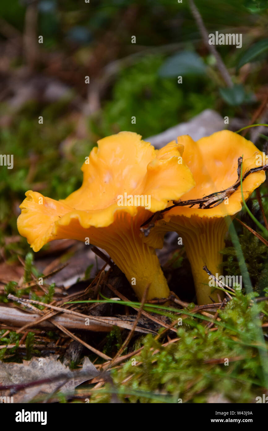Wild golden chanterelle mushrooms in the forest Stock Photo Alamy