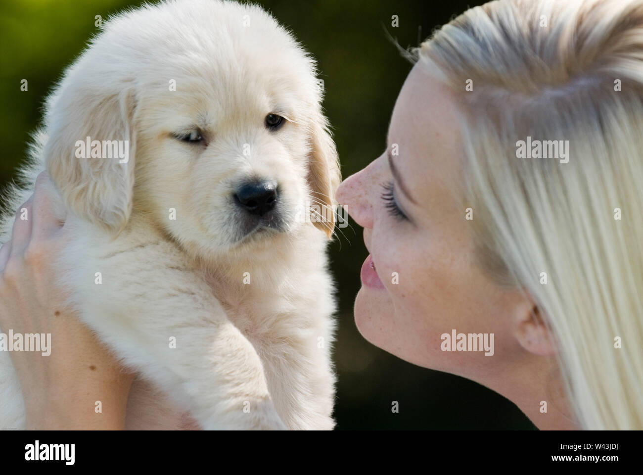 Woman with a golden retriever puppy Stock Photo