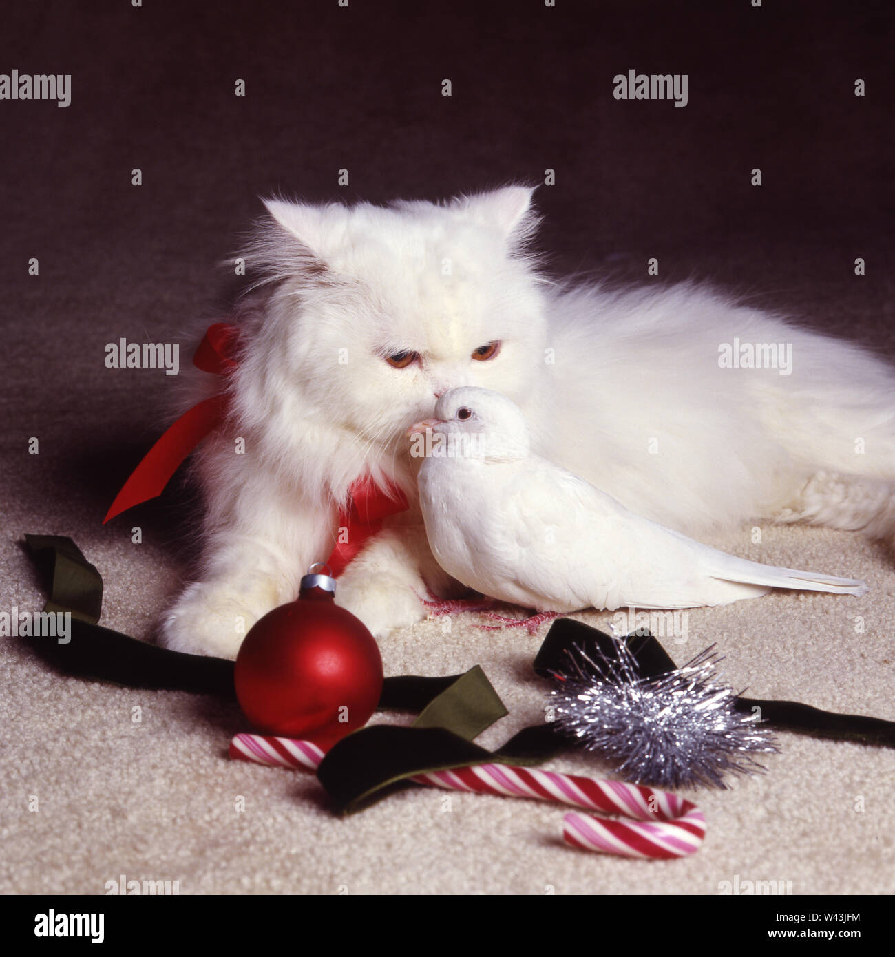White cat with a white Christmas Stock Photo