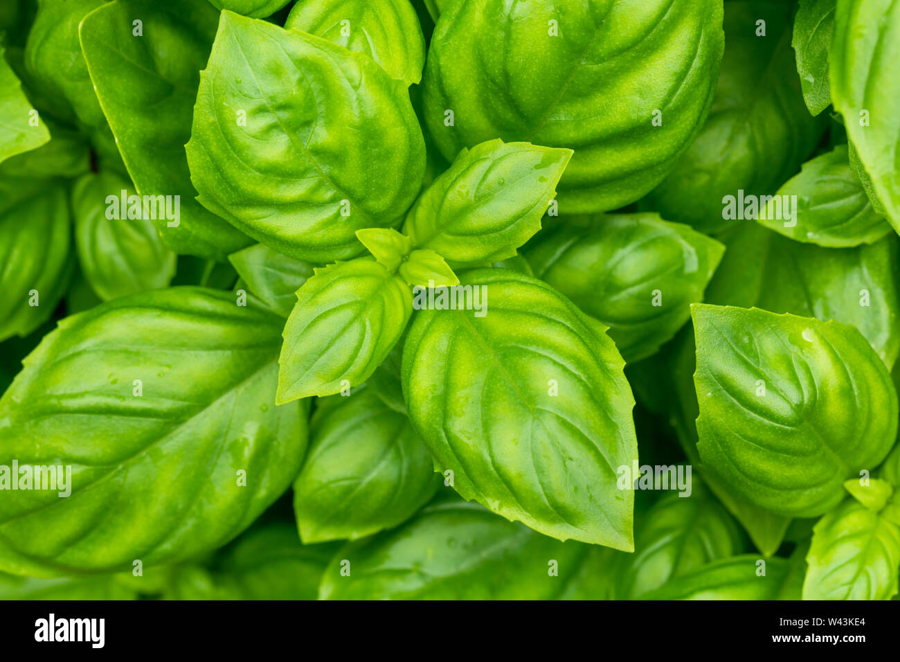 Basyl Raw Green Organic Basil Plant Ready to Cook With Stock Photo - Alamy