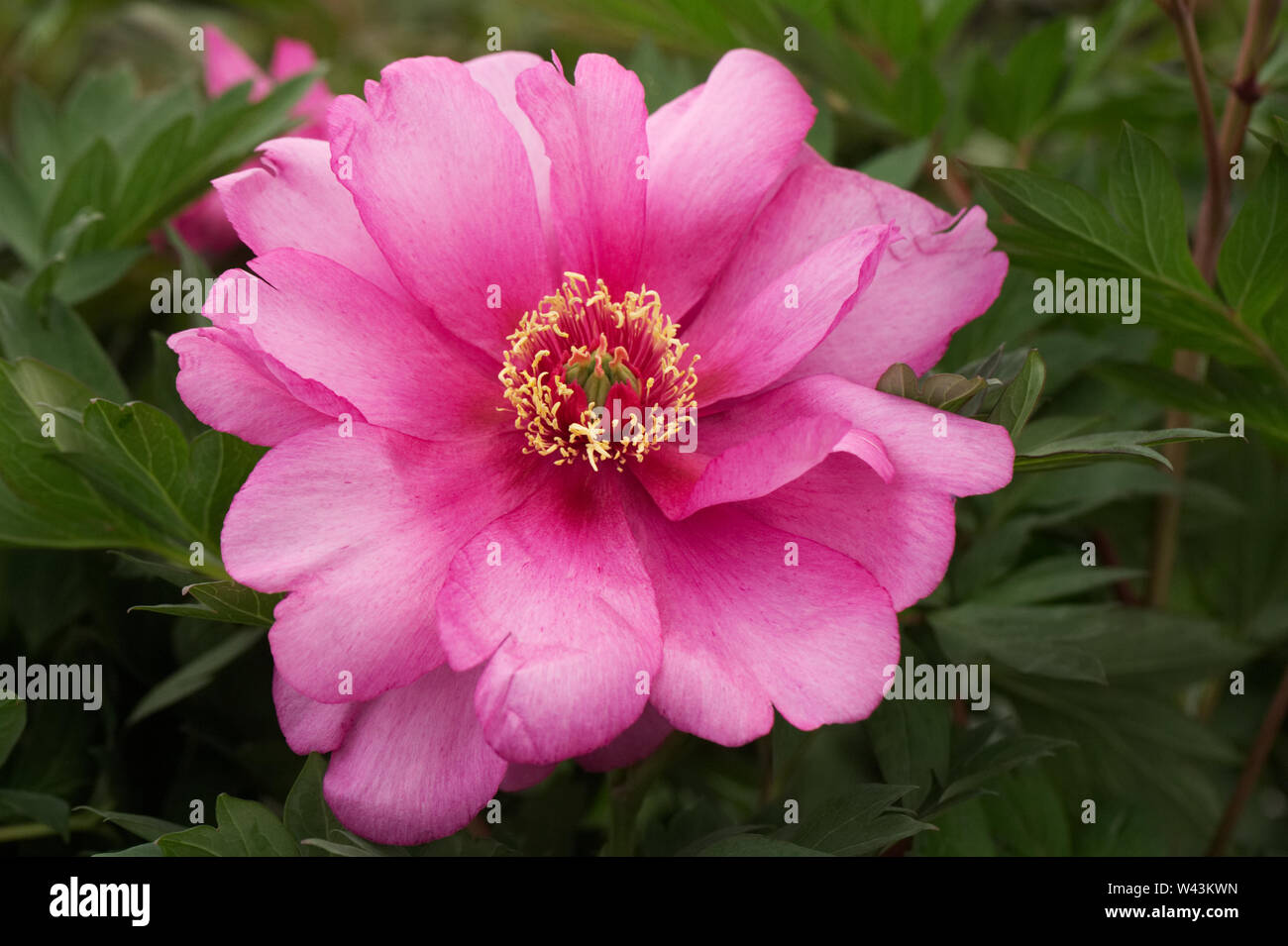 Paeonia 'First Arrival' flower. Stock Photo