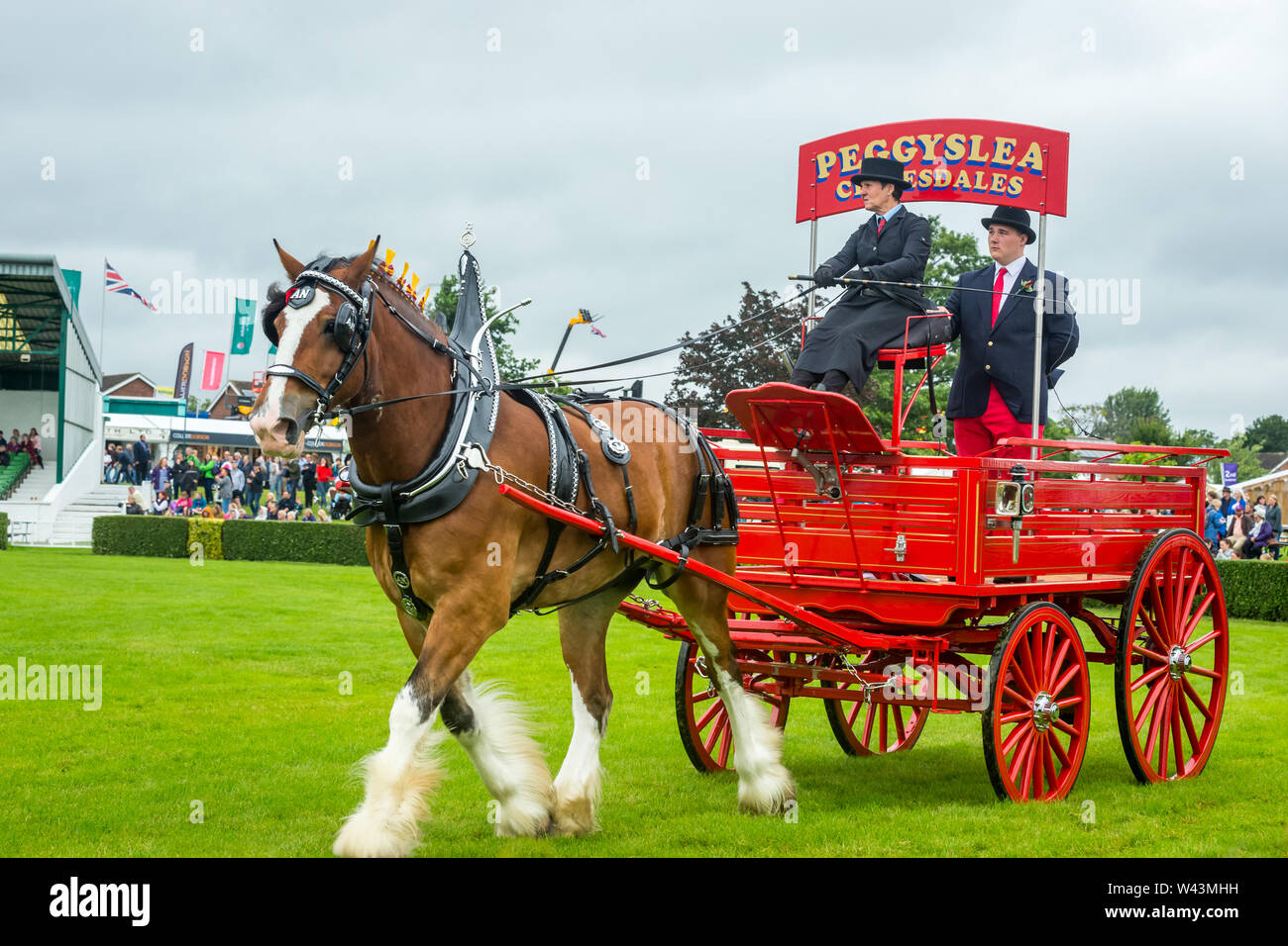 The Great Yorkshire Show, 2019, held in Harrogate, UK. Heavy horse parade with magnificent Clydesdale pulling Brewery Cart.  Landscape. Stock Photo