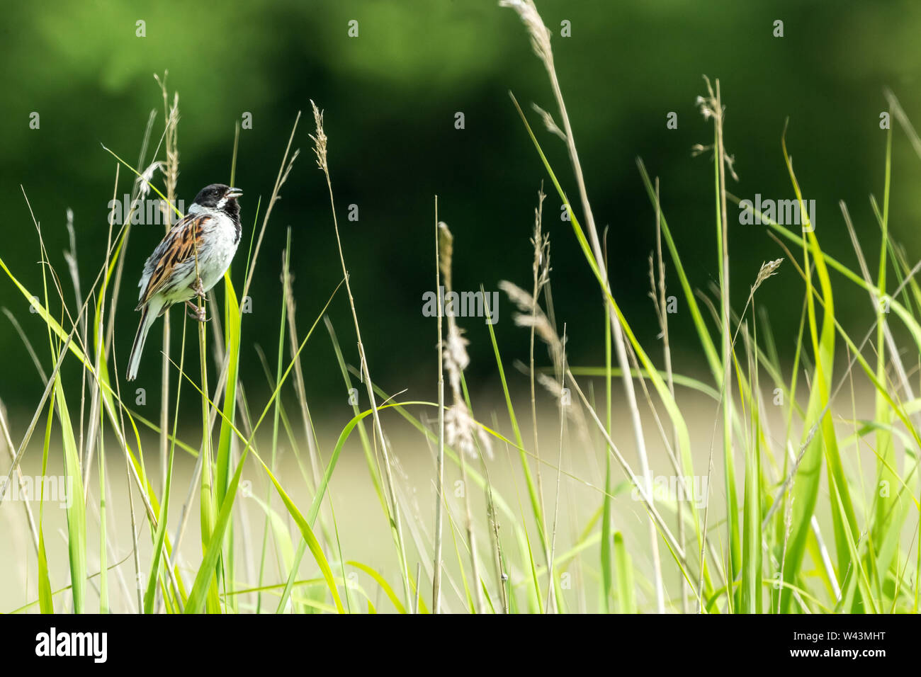 Reed Bunting, Scientific name: Emberiza schoeniclus, male Reed Bunting perched in natural habitat of grasses and reeds.  Facing right. Landscape Stock Photo
