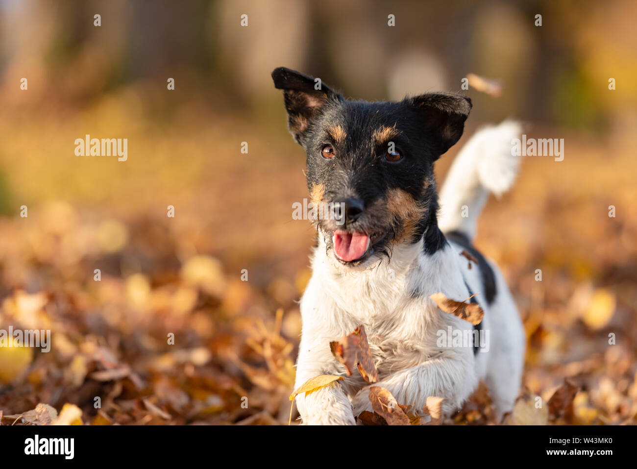 how fast can a jack russell run