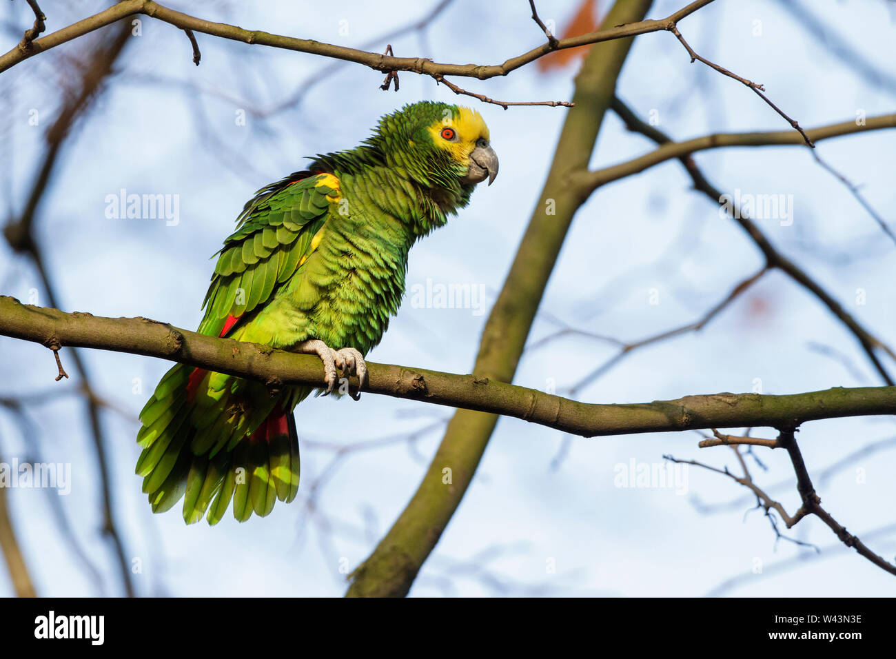 yellow-crowned amazon, yellow-crowned parrot, Gelbkopfamazone (Amazona oratrix) Stock Photo