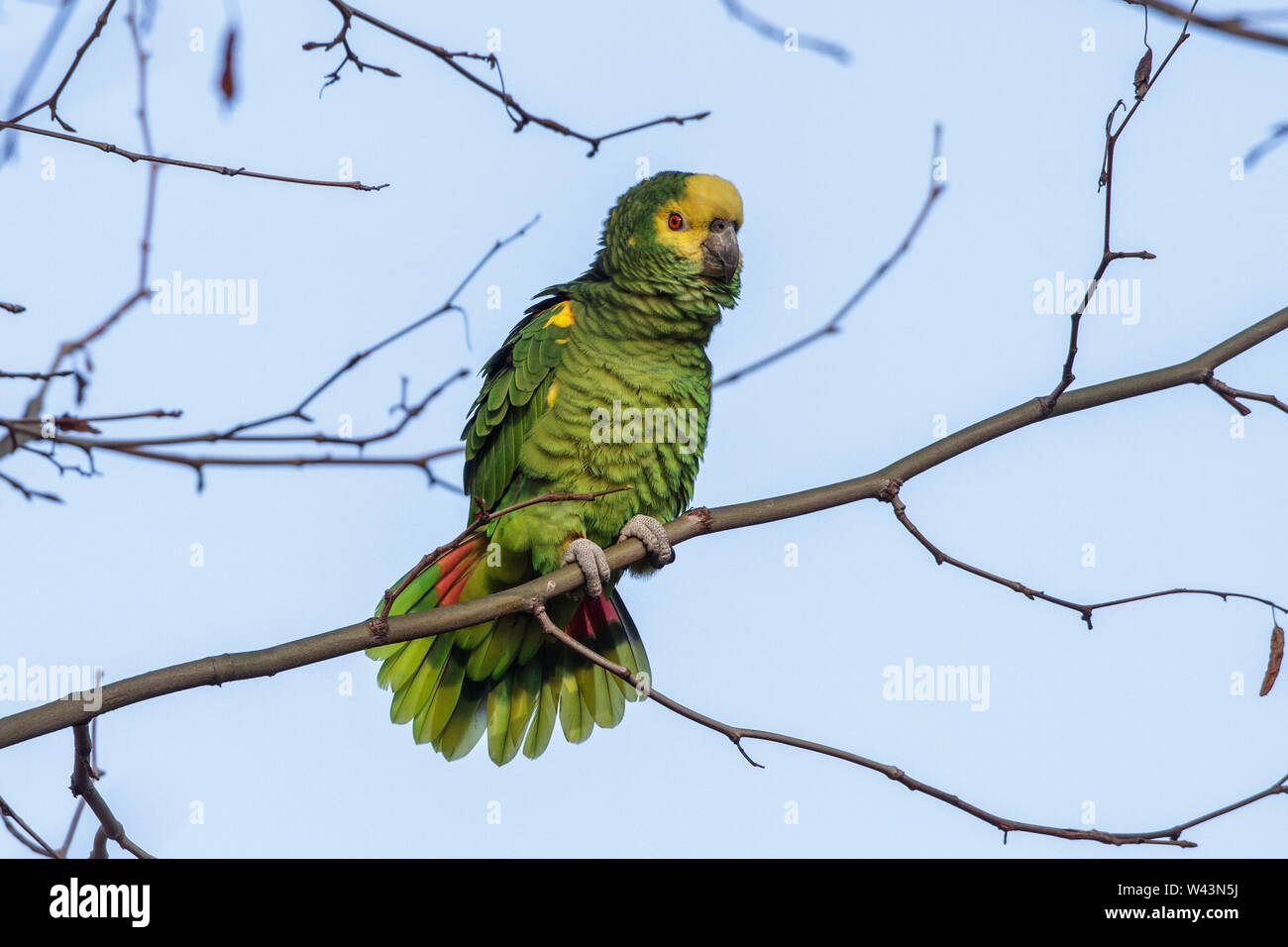 yellowcrowned amazon, yellowcrowned parrot, Gelbkopfamazone (Amazona oratrix Stock Photo Alamy