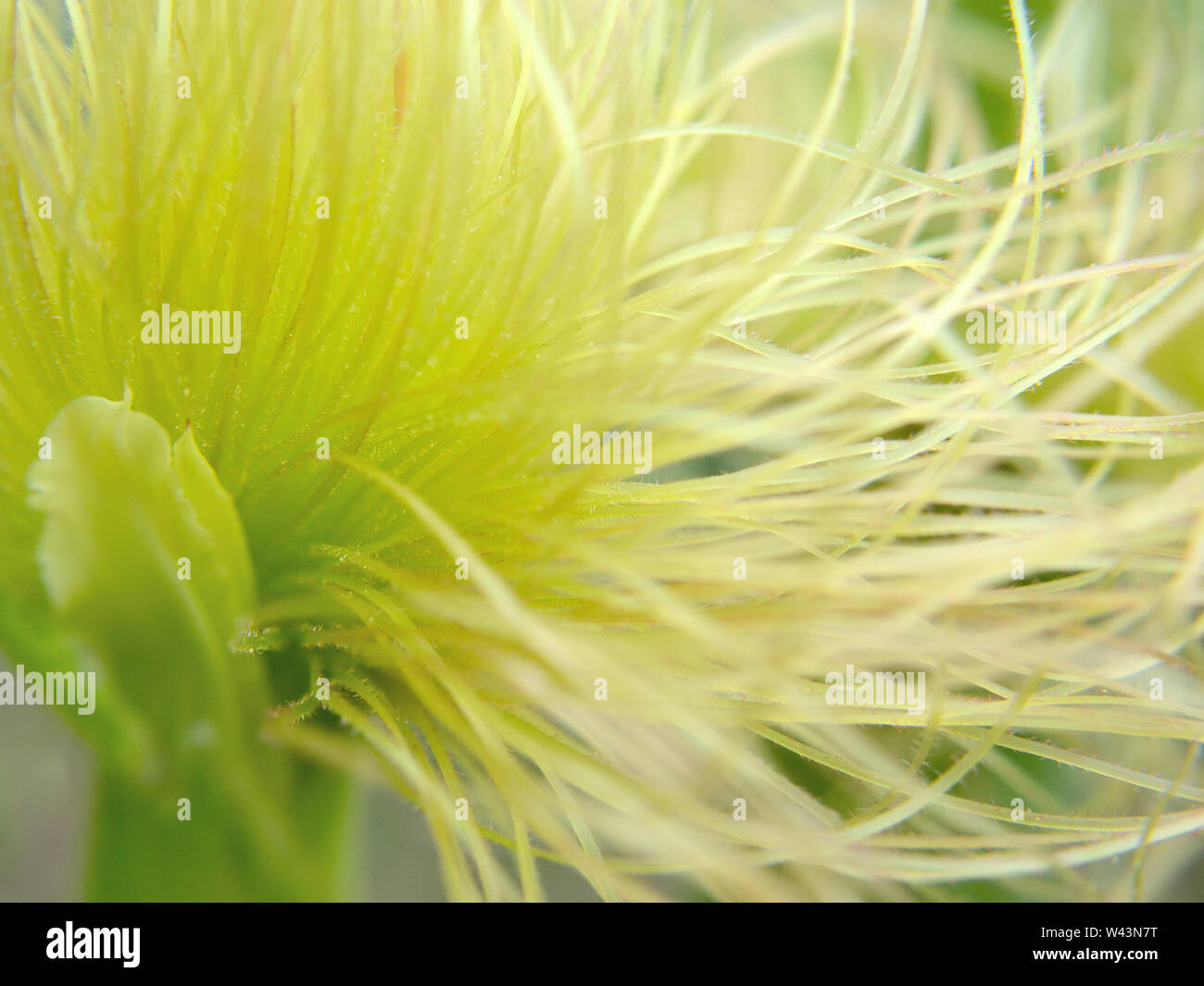 Close up of maize female inflorescence, corn-silk, macro-photography, Zea mays Stock Photo