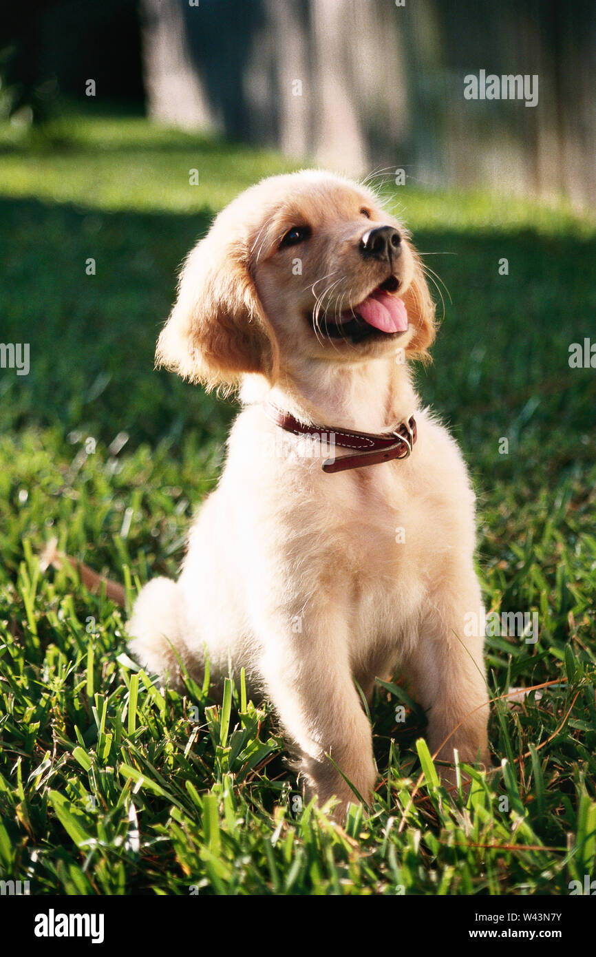 Golden retriever in the park hi-res stock photography and images - Alamy