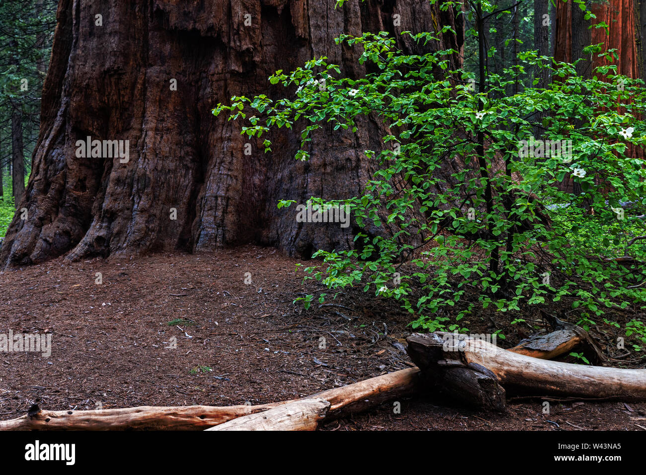 Dogwood and Giant Sequoia California Stock Photo