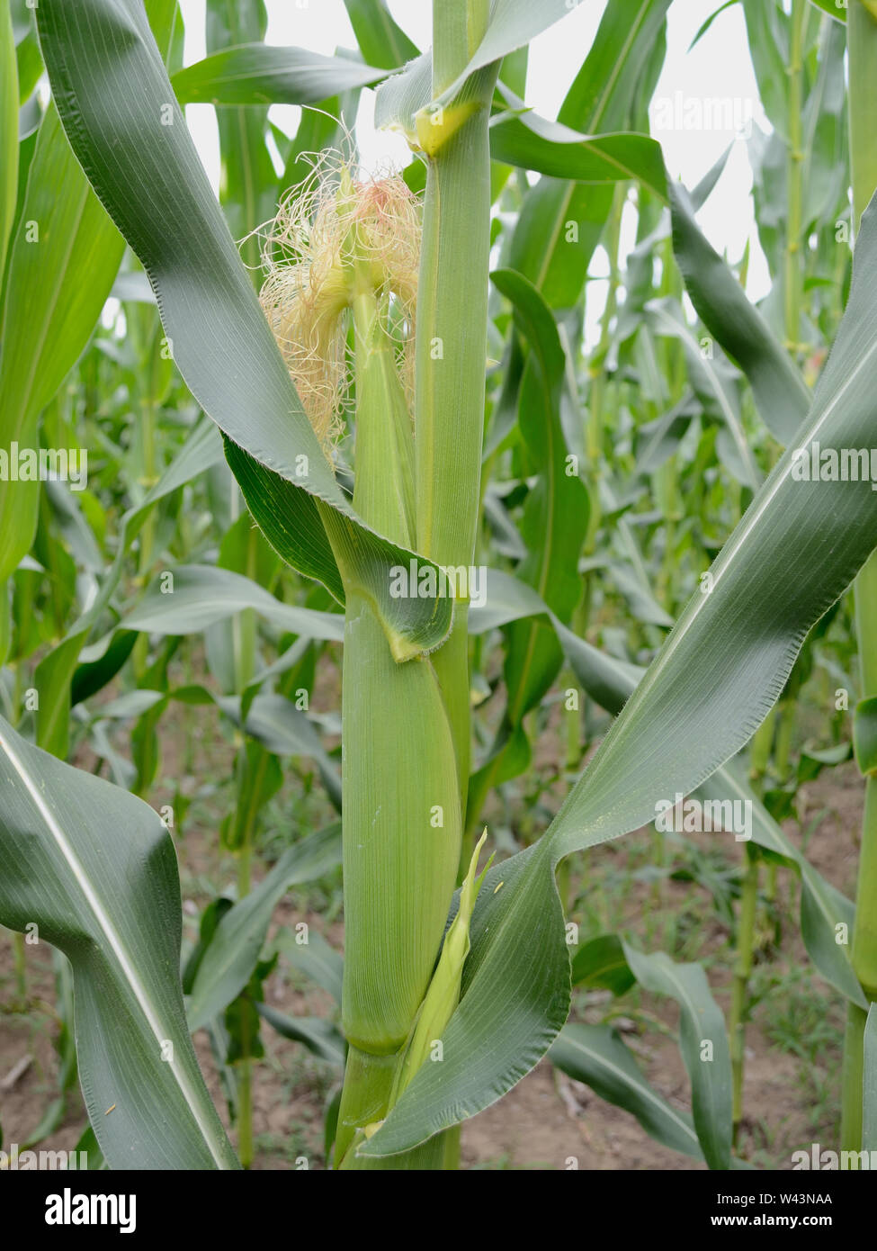 Stalks, ears, and silk of maize, corn, zea-mays Stock Photo