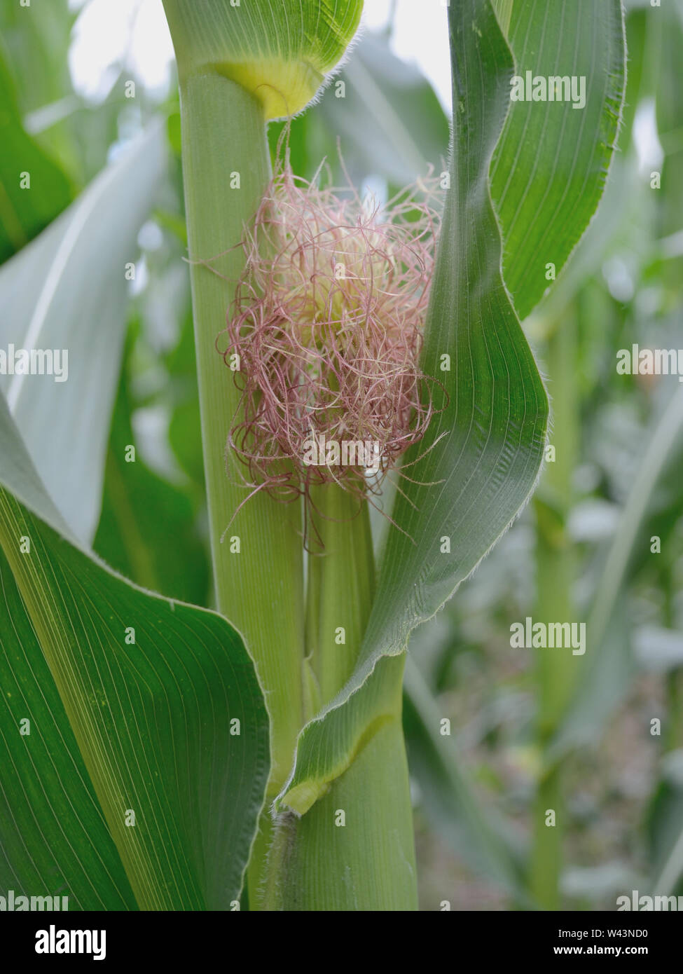 Stalks, ears, and silk of maize, corn, zea-mays Stock Photo