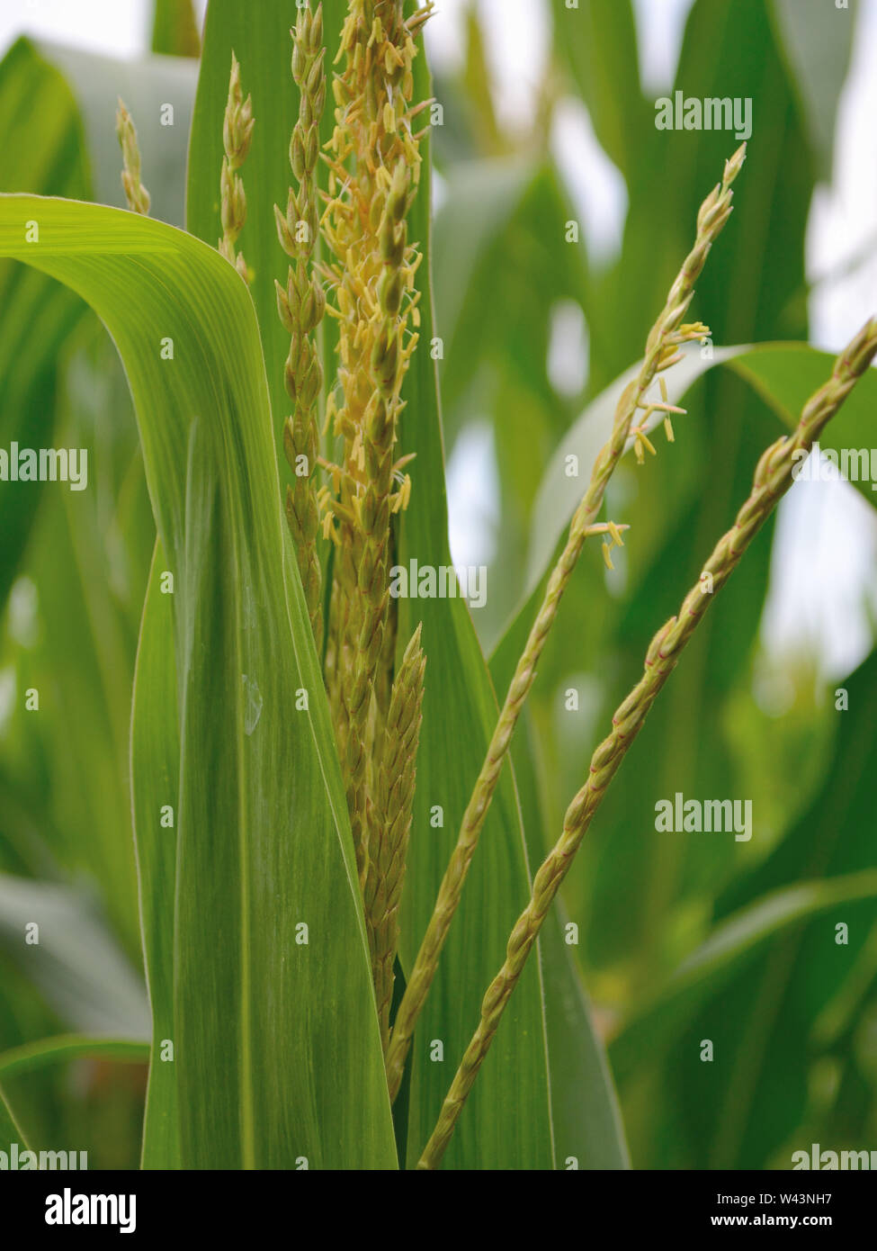 Maize male inflorescence tassel, Zea mays Stock Photo