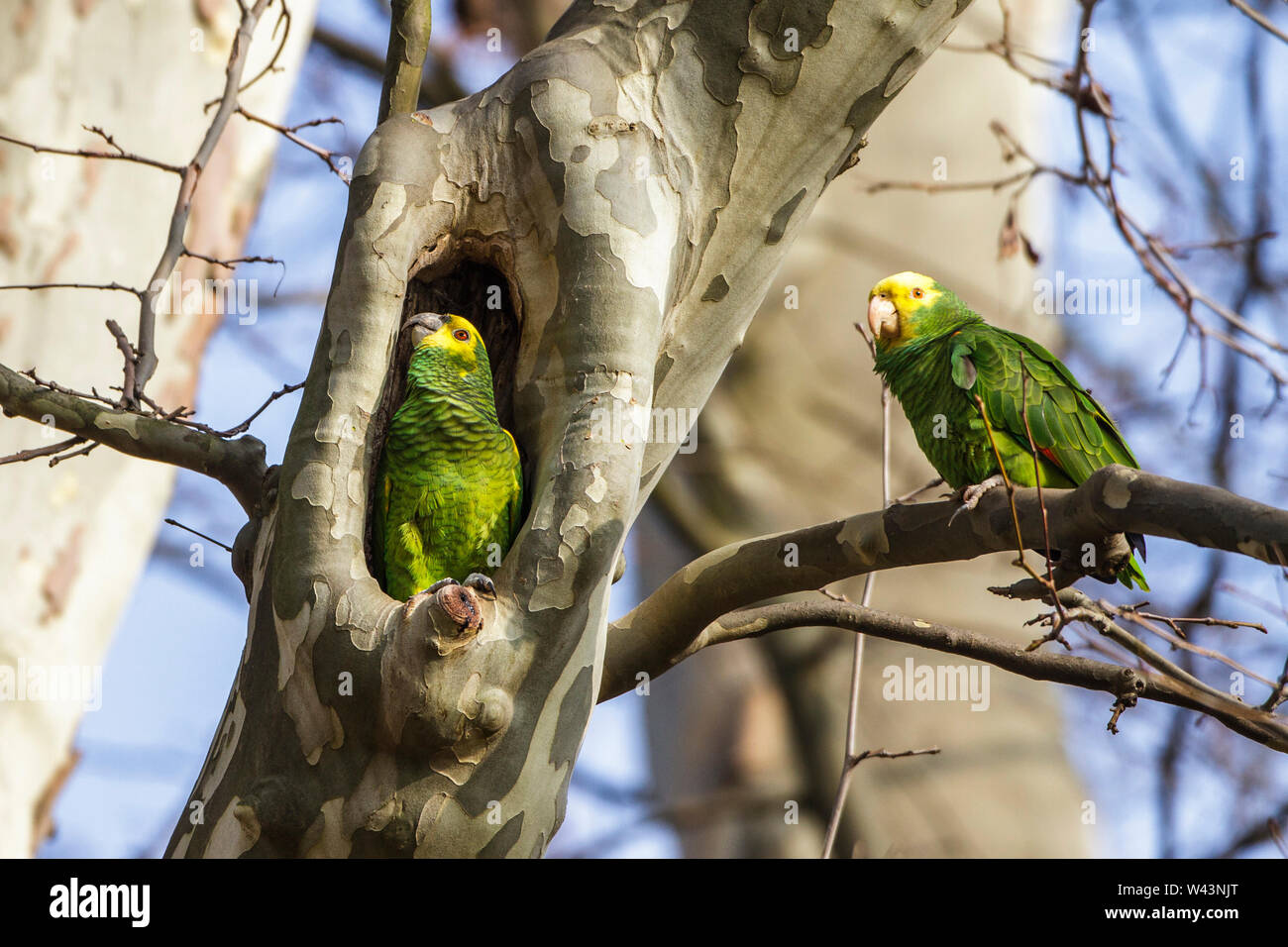 Nisthohlen High Resolution Stock Photography and Images - Alamy