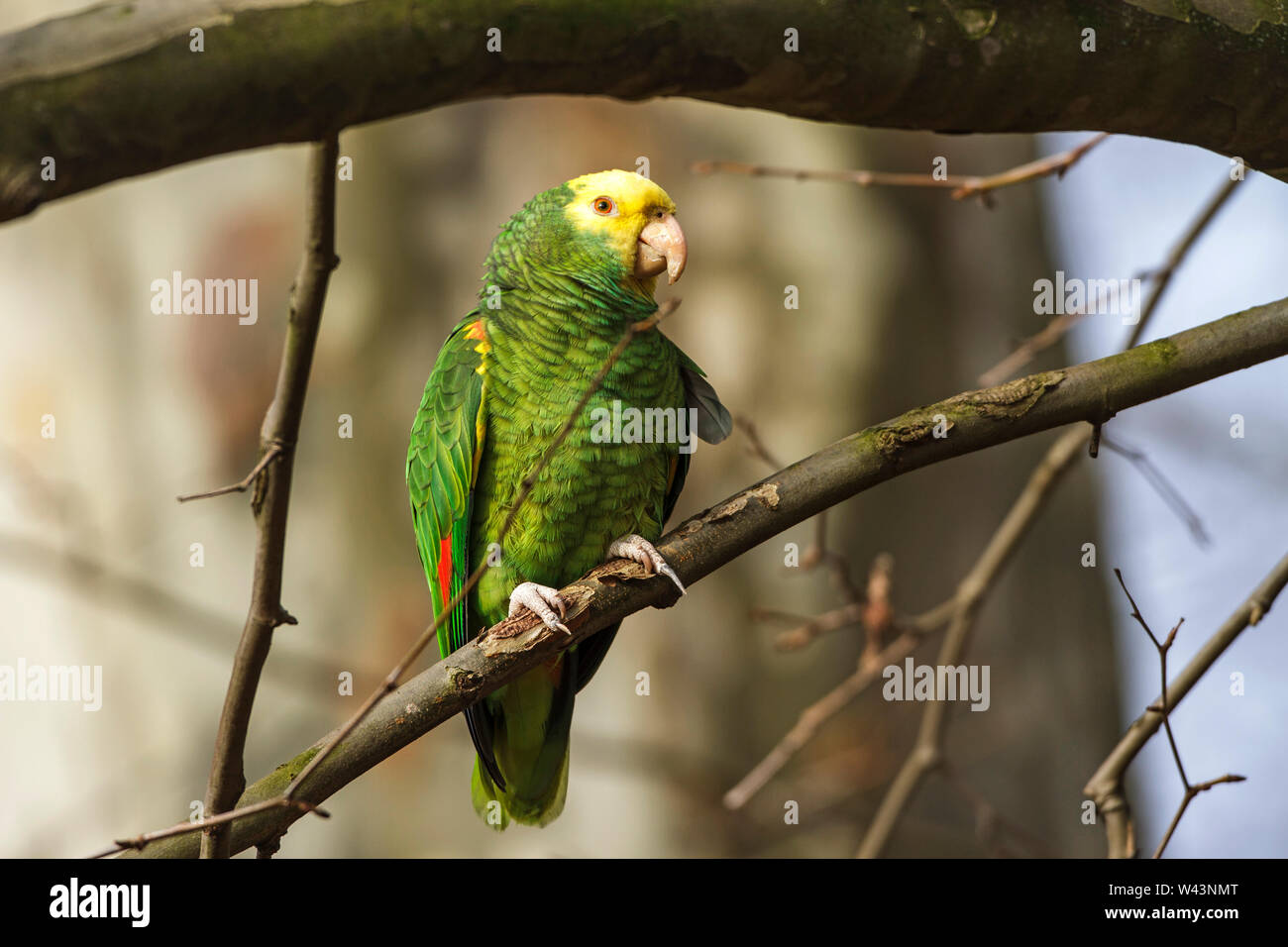 yellowcrowned amazon, yellowcrowned parrot, Gelbkopfamazone (Amazona oratrix Stock Photo Alamy