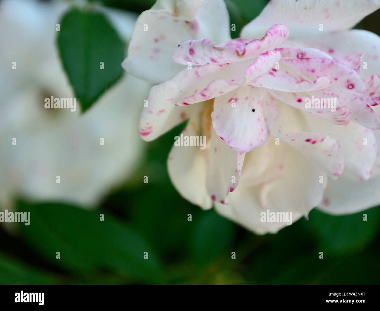 White rose with pink spots Stock Photo Alamy