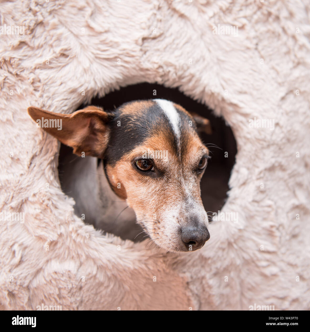 Cute little dog lies comfortably in a cat cave .Jack Russell 10 years old - hair style smooth. Is looking out Stock Photo