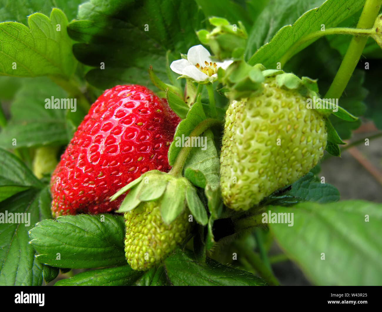 Strawberry plant in blooming closeup hi-res stock photography and ...