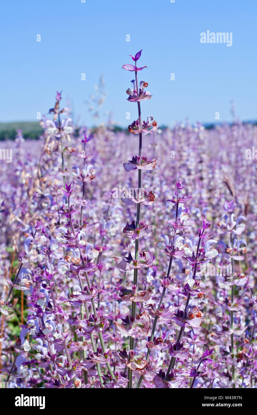 Beautiful sage flowers blooms in the summer meadow. Stock Photo