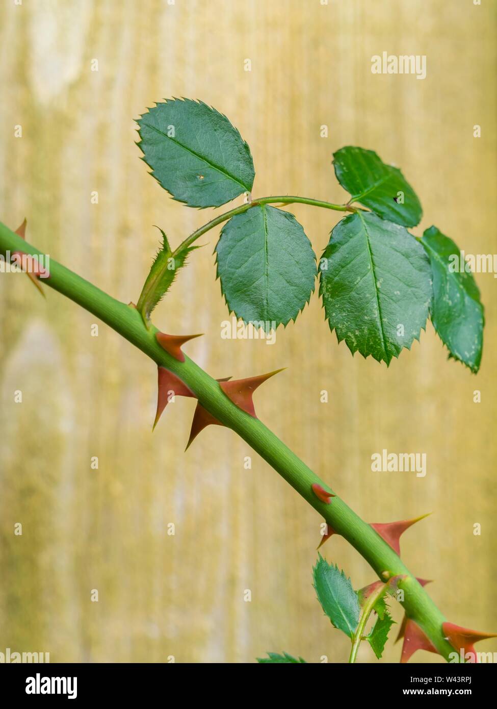Rose With Thorns High Resolution Stock Photography and Images Alamy