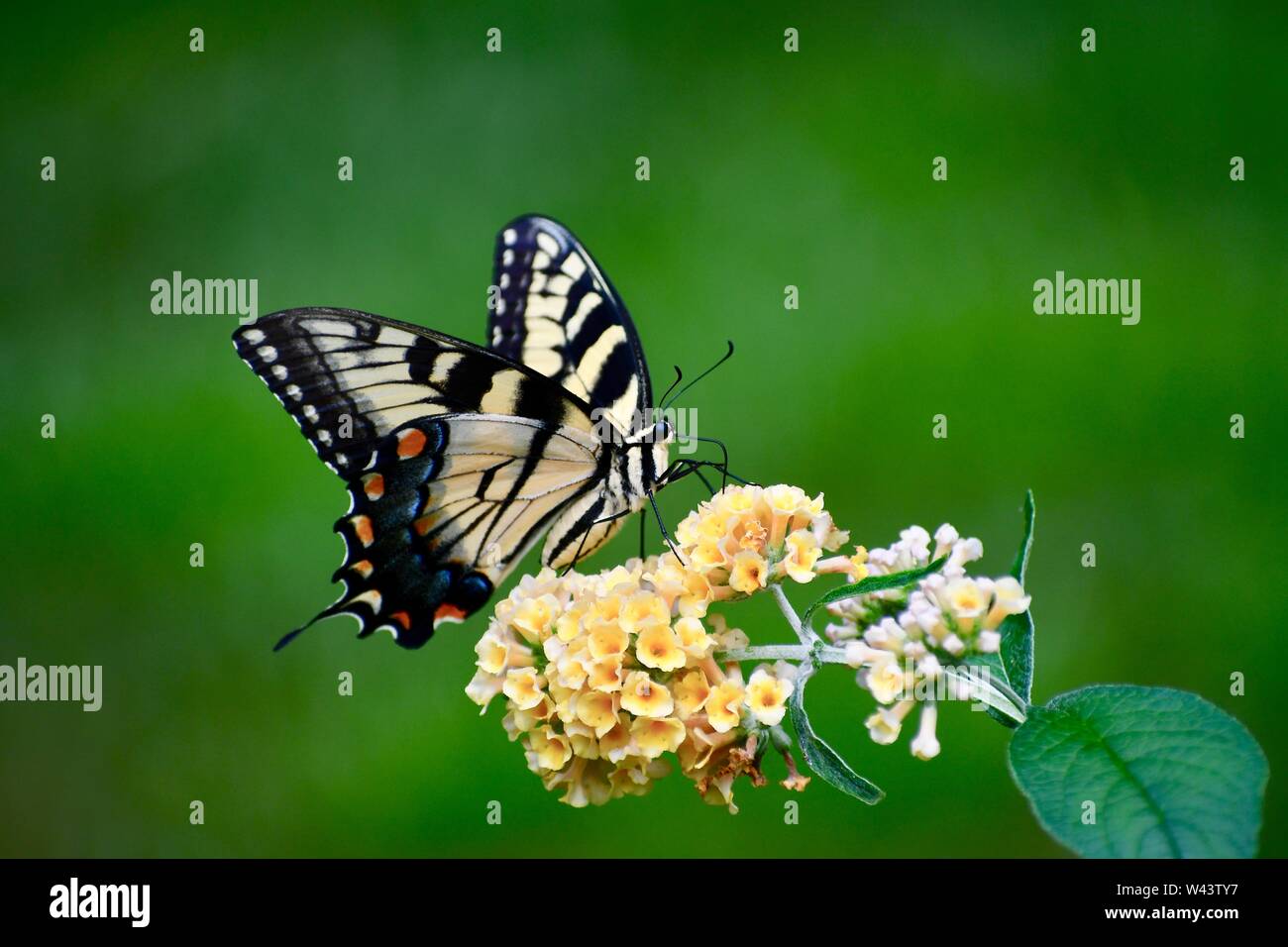 butterfly, yellow swallowtail on a yellow butterfly bush Stock Photo Alamy