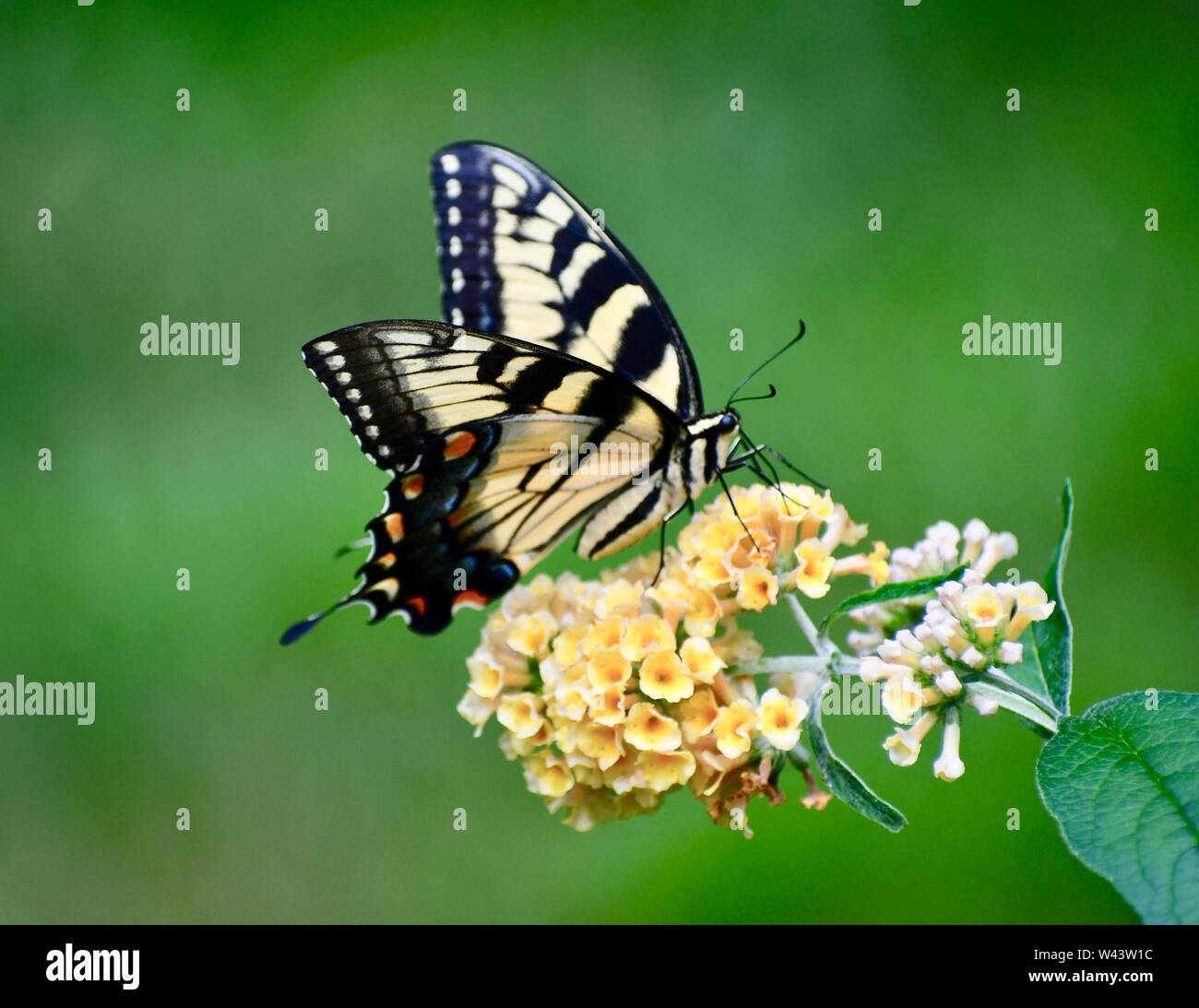 butterfly, yellow swallowtail on a yellow butterfly bush Stock Photo Alamy
