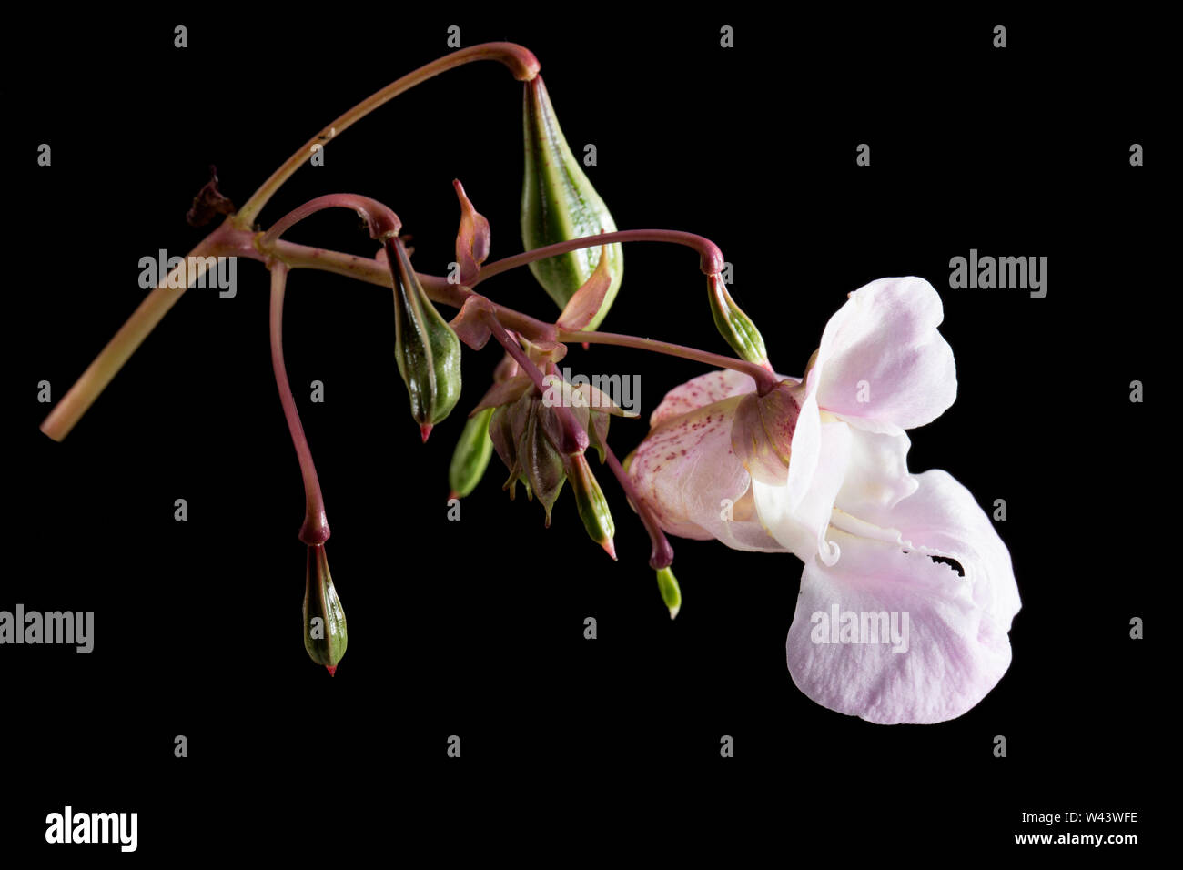 A photograph of a Himalayan Balsam flower Impatiens glandulifera, and its green, developing seed pods. The pods are capable of firing the seeds severa Stock Photo