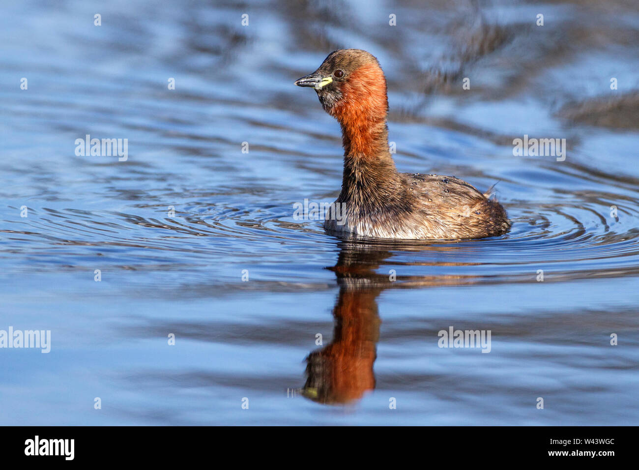 Little grebe, Zwergtaucher (Tachybaptus ruficollis) Stock Photo