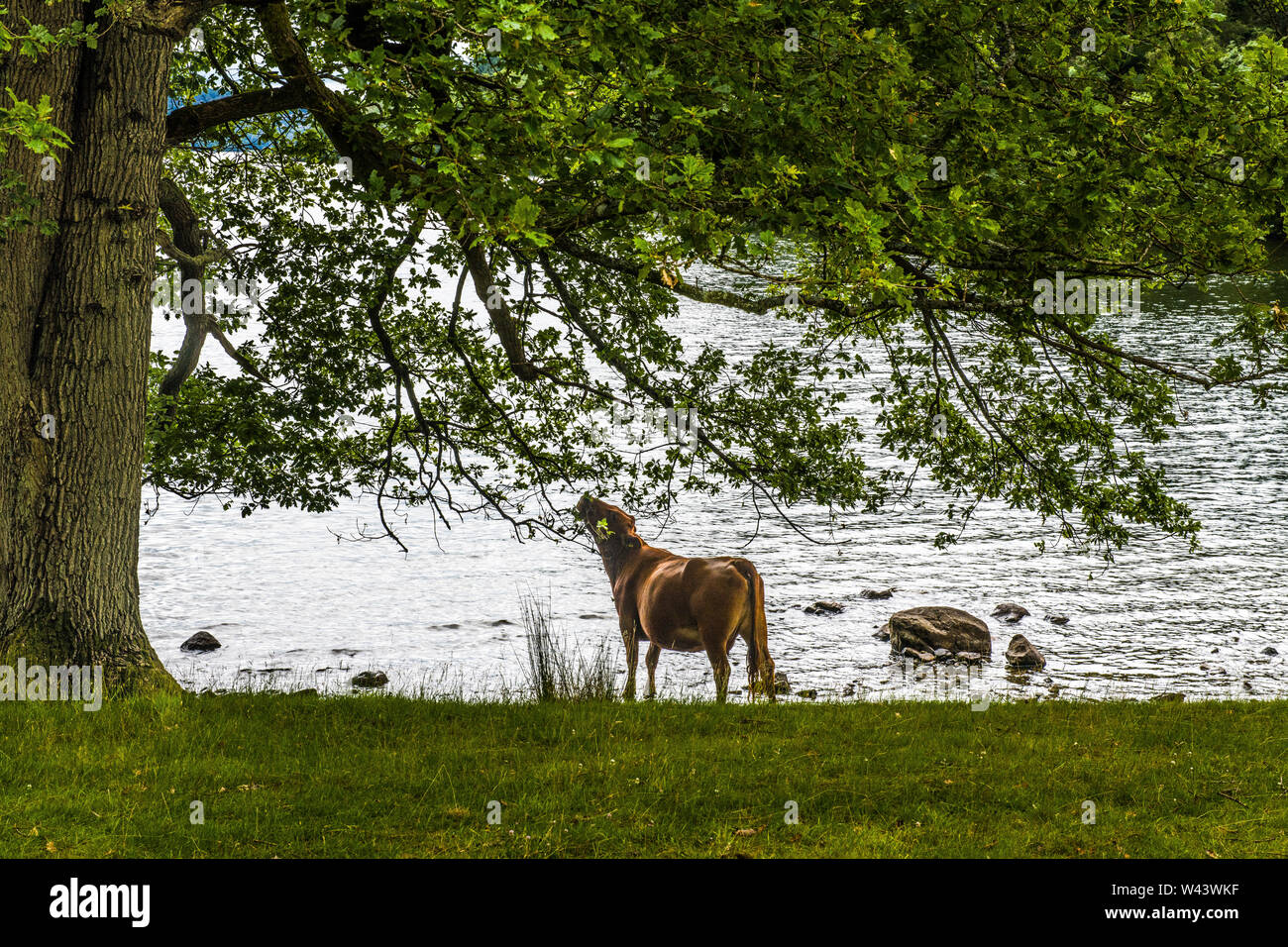 A cow eating leaves from a tree on the shore of Windermere near Wray Castle in the Lake District on a summer day Stock Photo