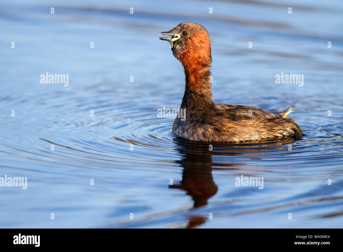 Little grebe, Zwergtaucher (Tachybaptus ruficollis) Stock Photo