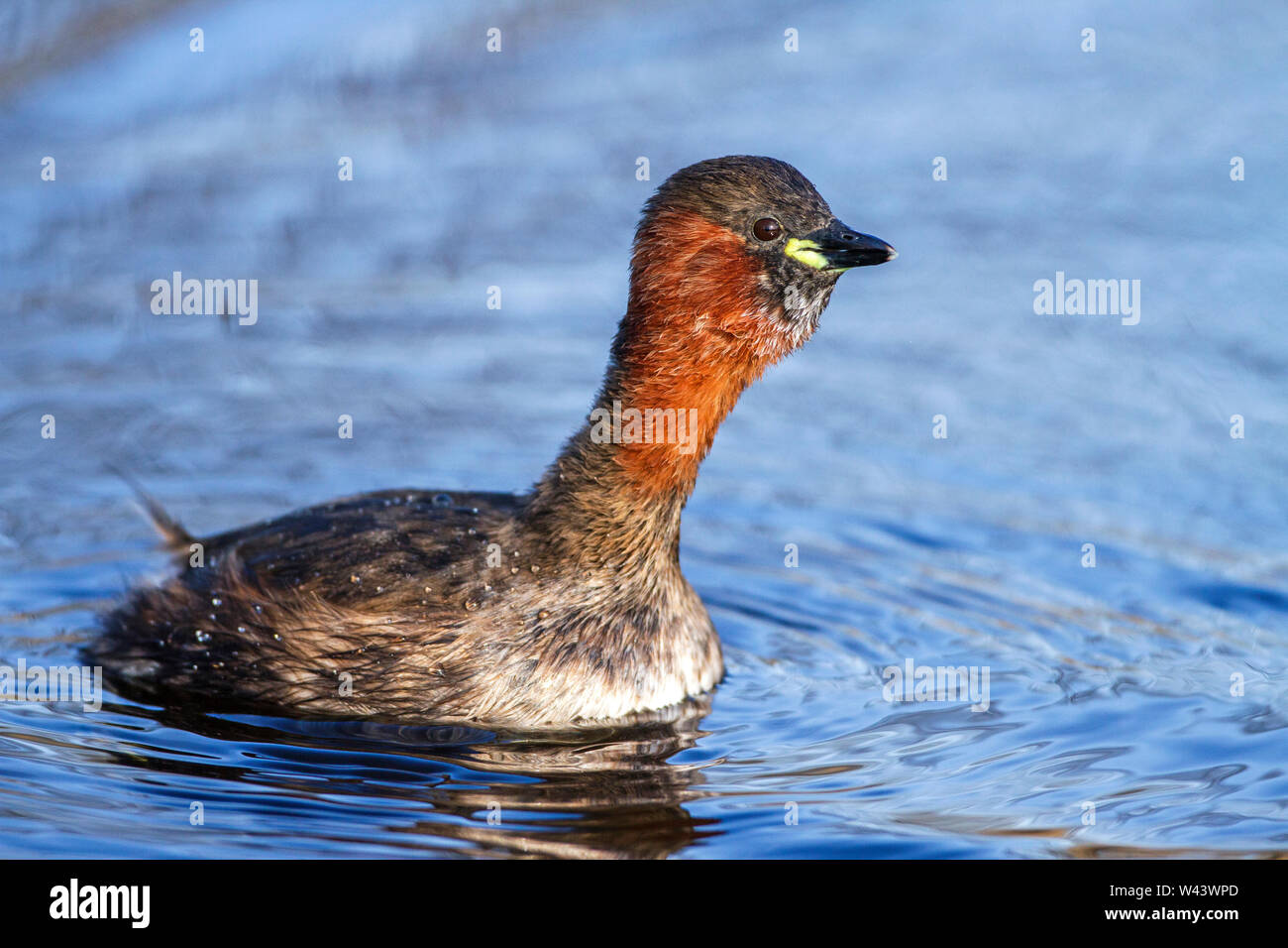 Little grebe, Zwergtaucher (Tachybaptus ruficollis) Stock Photo