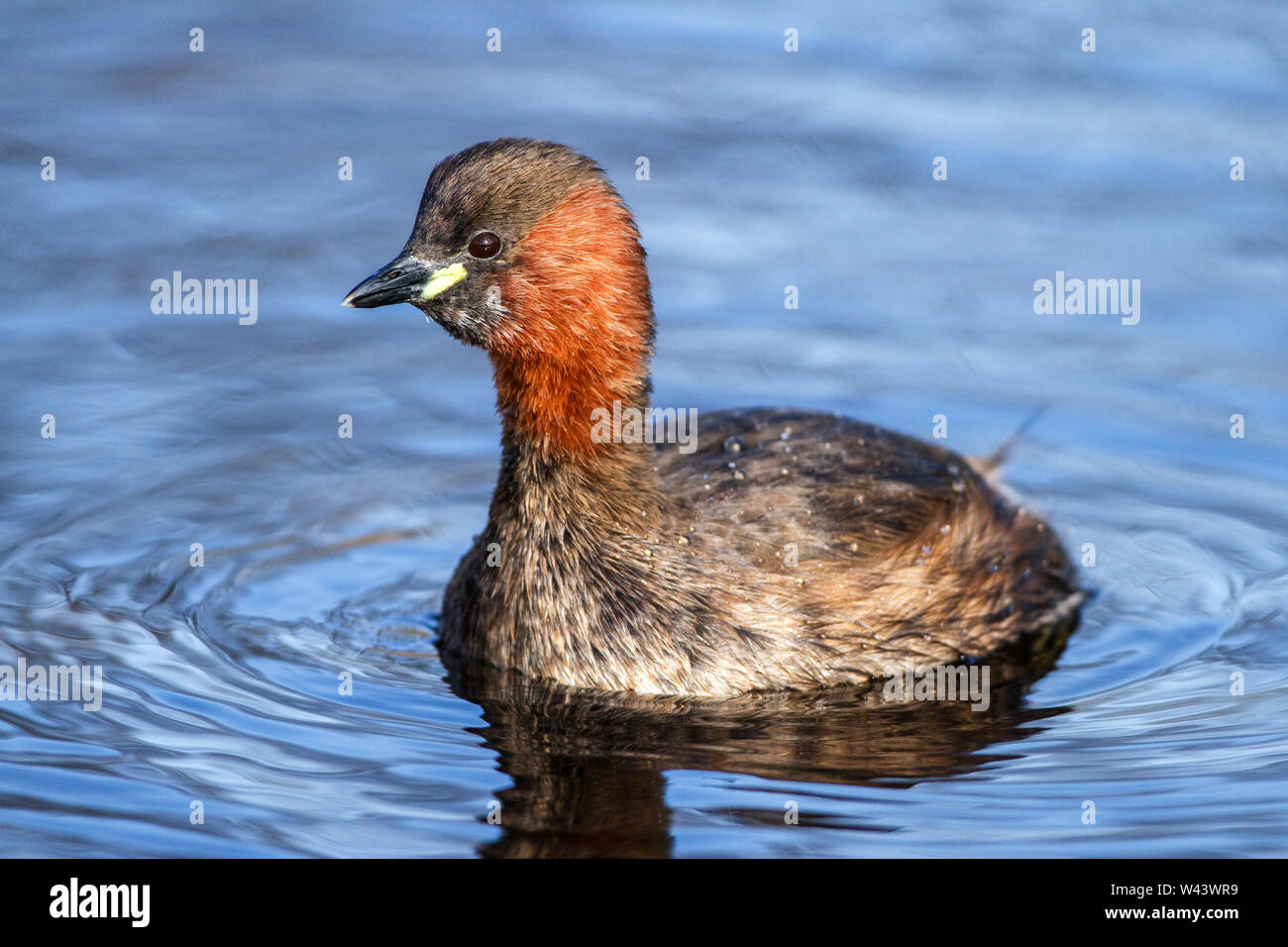 Little grebe, Zwergtaucher (Tachybaptus ruficollis) Stock Photo