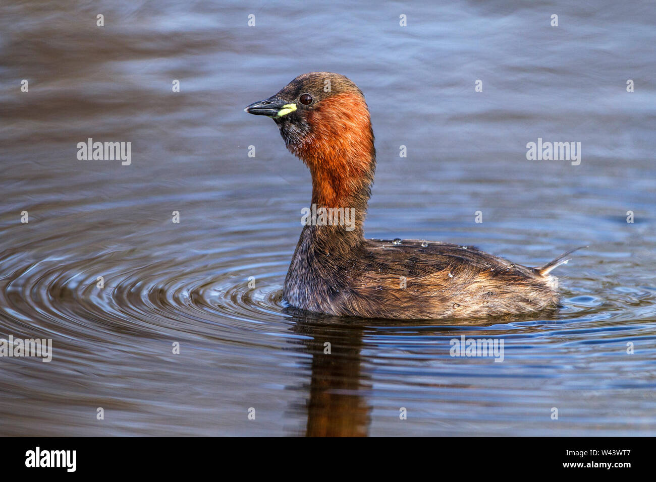 Little grebe, Zwergtaucher (Tachybaptus ruficollis) Stock Photo