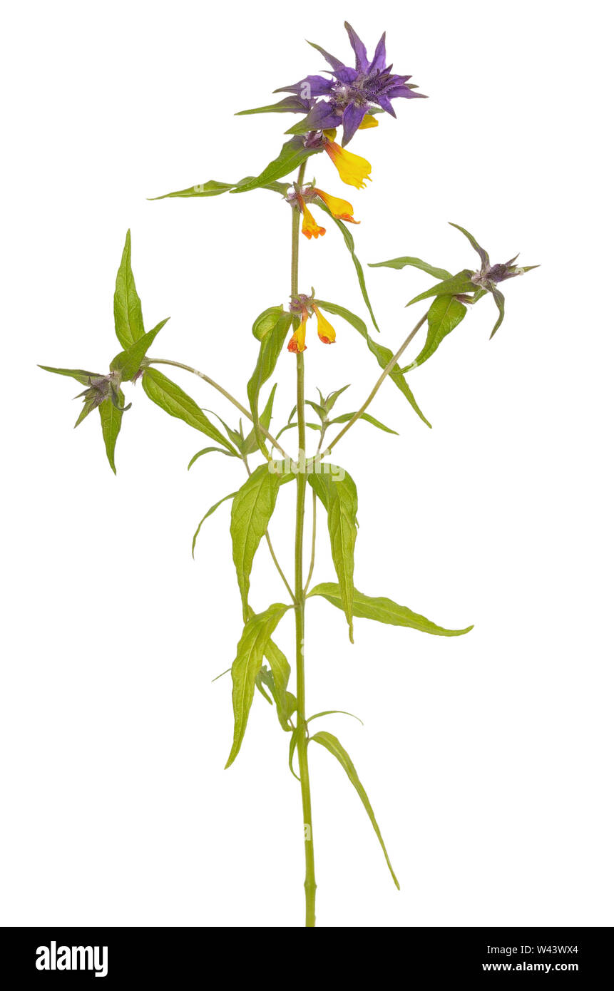Melampyrum nemorosum flower isolated on white background Stock Photo