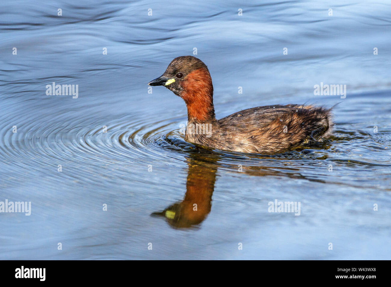 Little grebe, Zwergtaucher (Tachybaptus ruficollis) Stock Photo