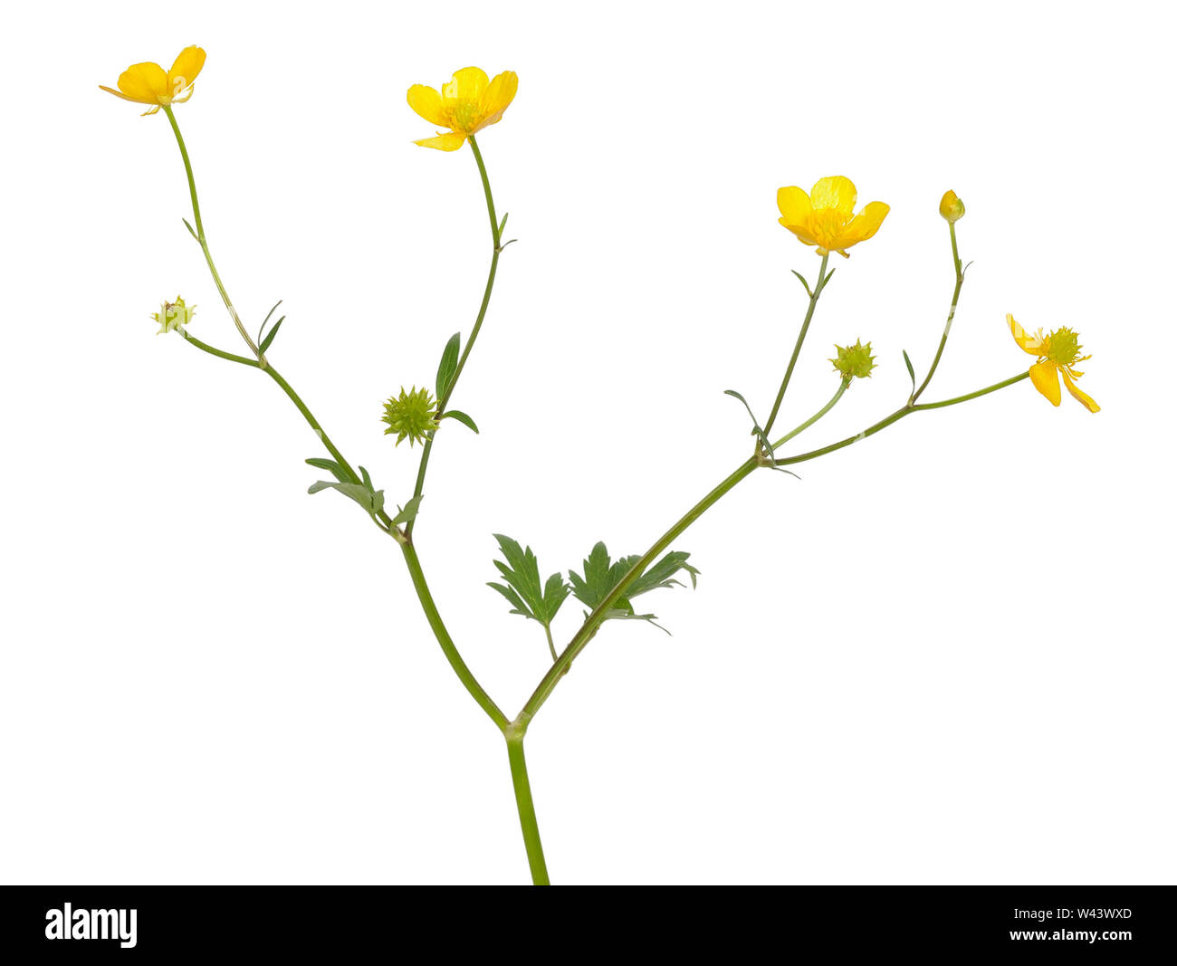 Meadow buttercup ( Ranunculus acris) flower isolated on a white background Stock Photo