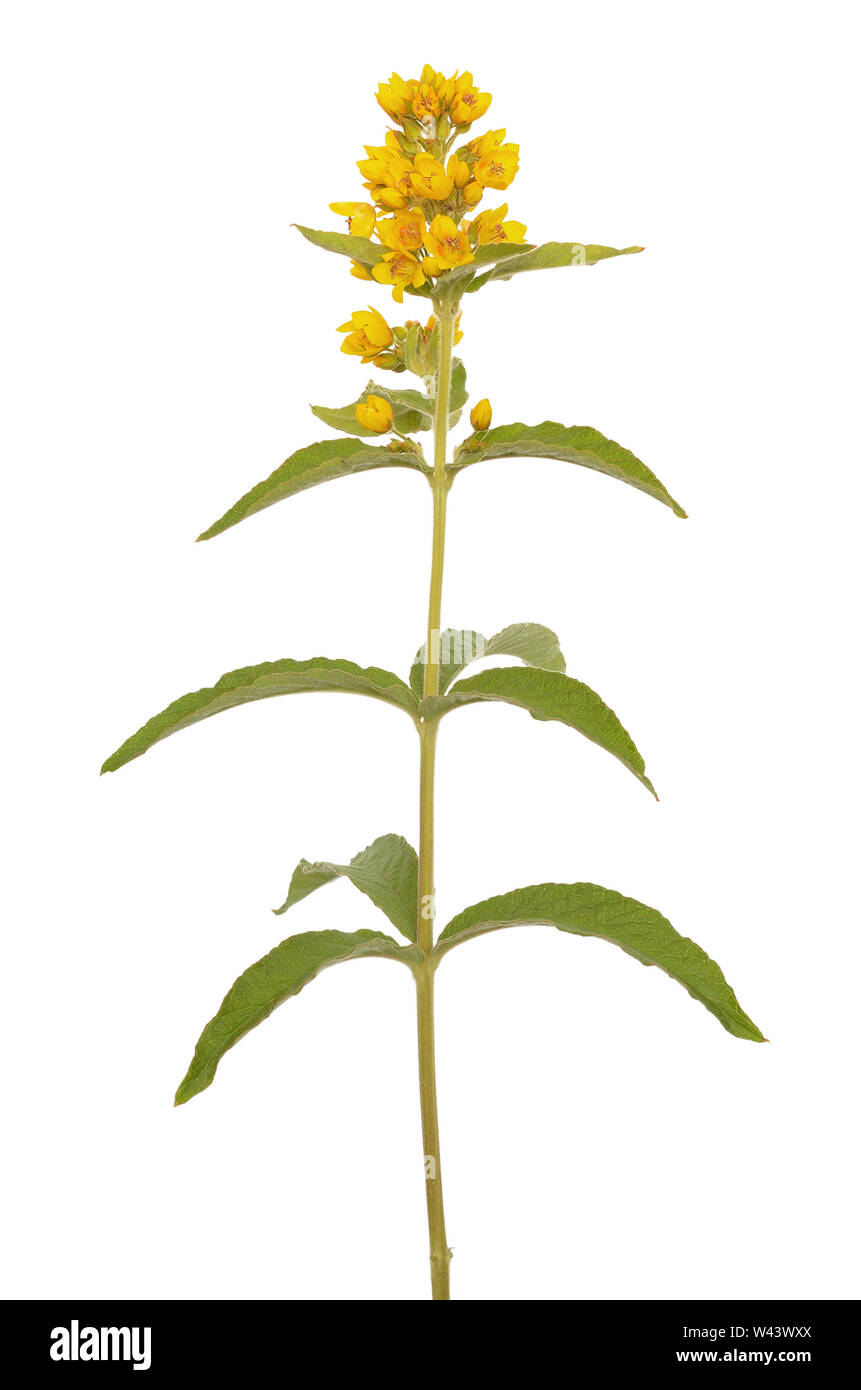 Lysimachia vulgaris flower isolated on white background Stock Photo