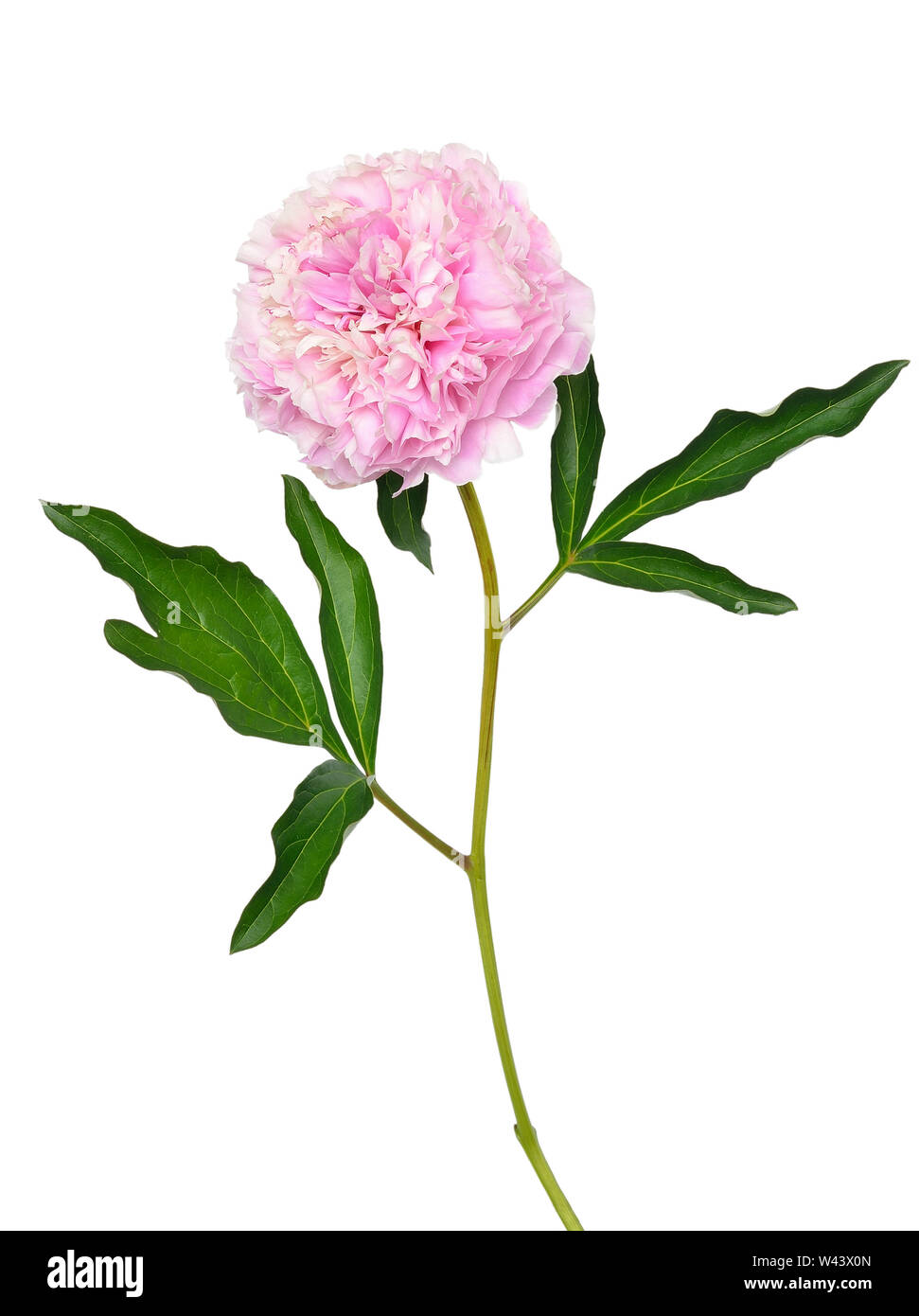 Pink peony flower isolated on white background Stock Photo - Alamy