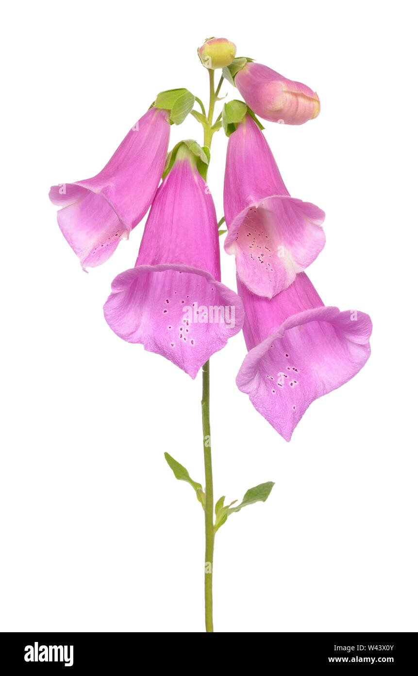 Digitalis purpurea, foxglove flower isolated on white background Stock Photo