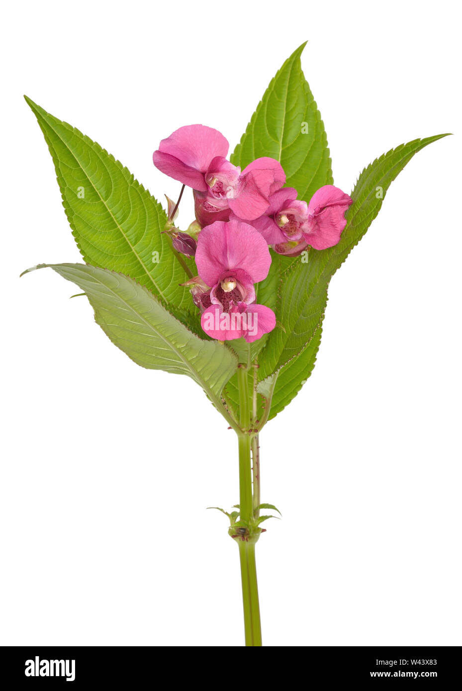 Impatiens glandulifera flowers isolated on white background Stock Photo