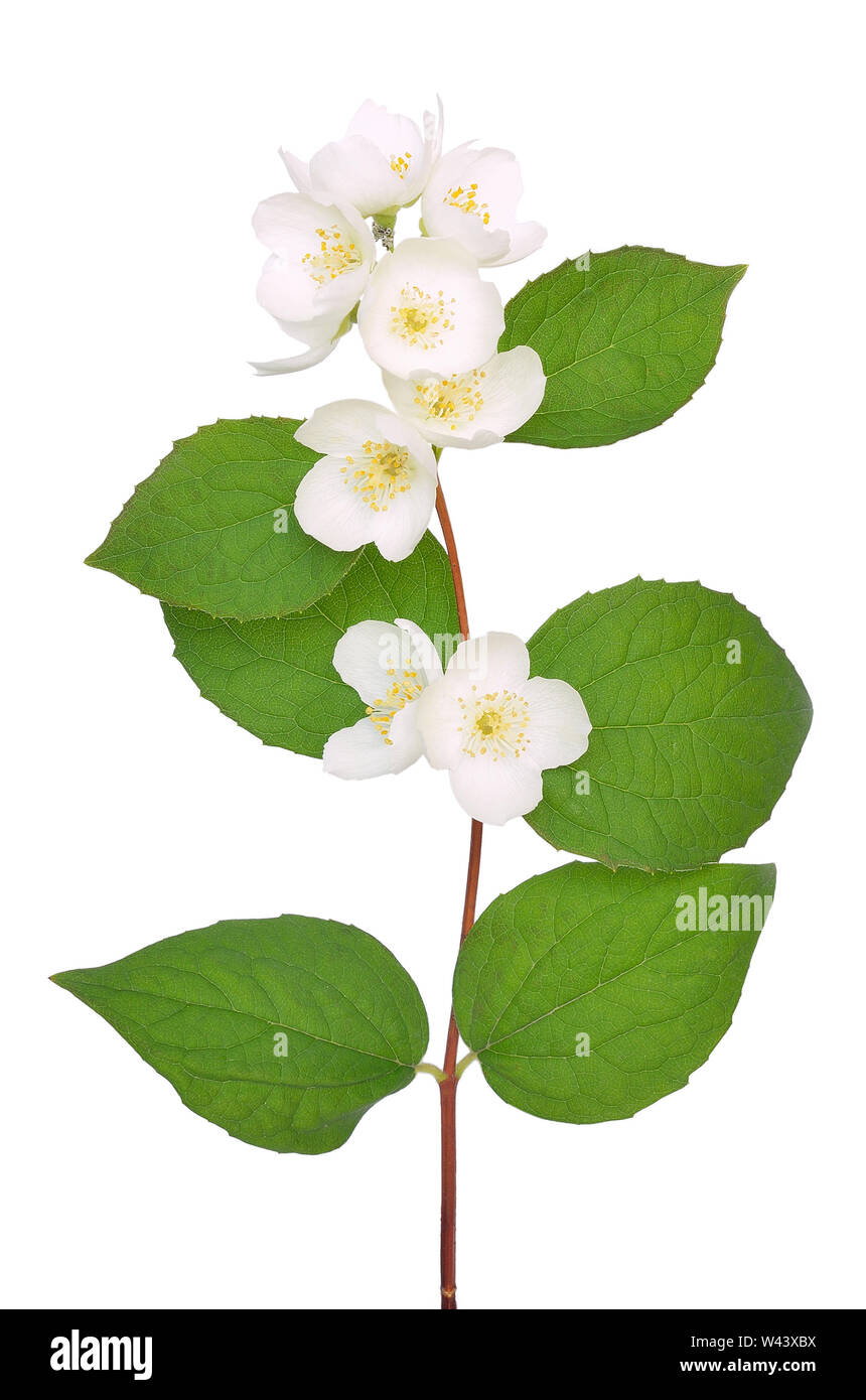 Jasmine flower isolated on white background Stock Photo