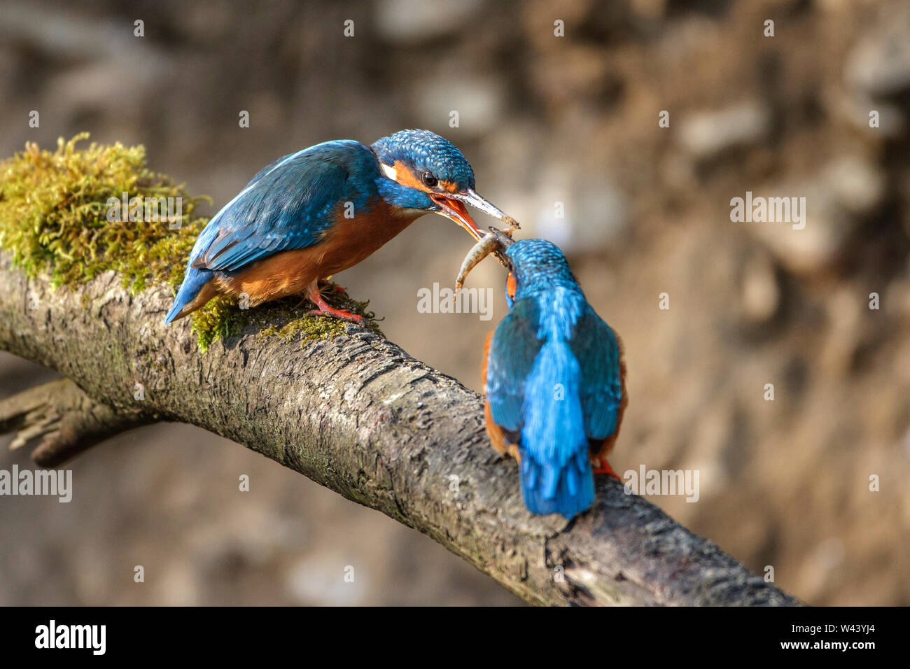 river kingfisher, Eisvogel (Alcedo atthis) Balzfütterung Stock Photo