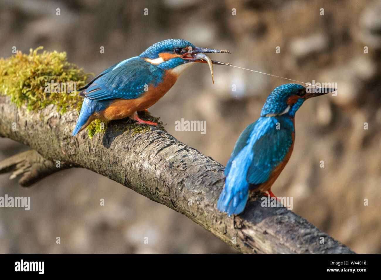 river kingfisher, Eisvogel (Alcedo atthis) Balzfütterung Stock Photo