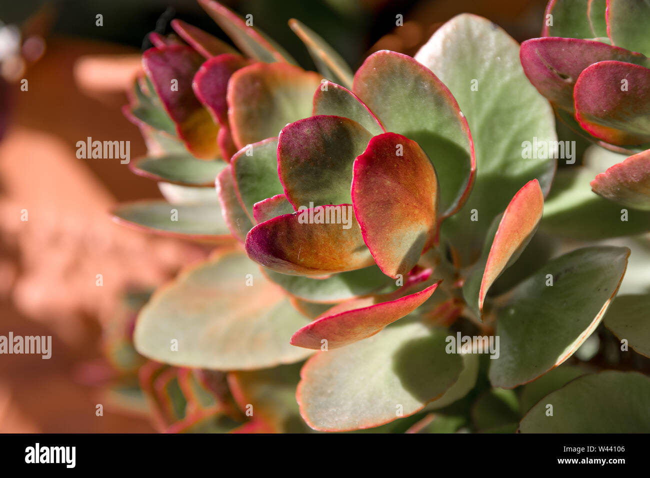 Close up view of a Houseleek plant(Sempervivum tectorum), focus on green leaves   of the plant bordered with red color. Stock Photo